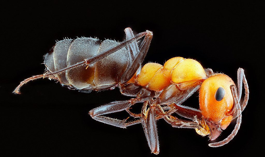 Ant Control service in Lafayette, CO