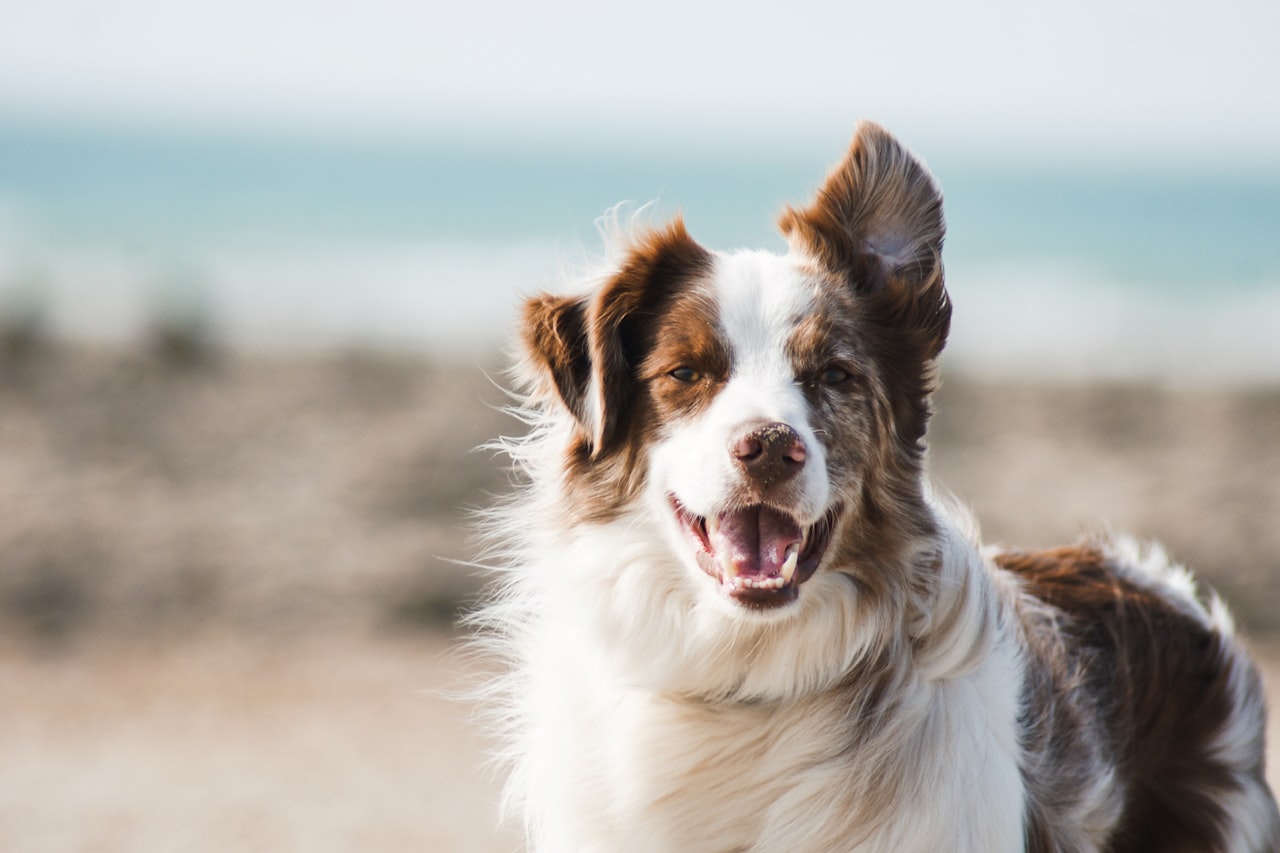 Flea & Tick Control service in Lafayette, CO