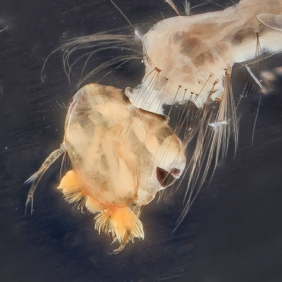 Mosquito Control service in Lafayette, CO