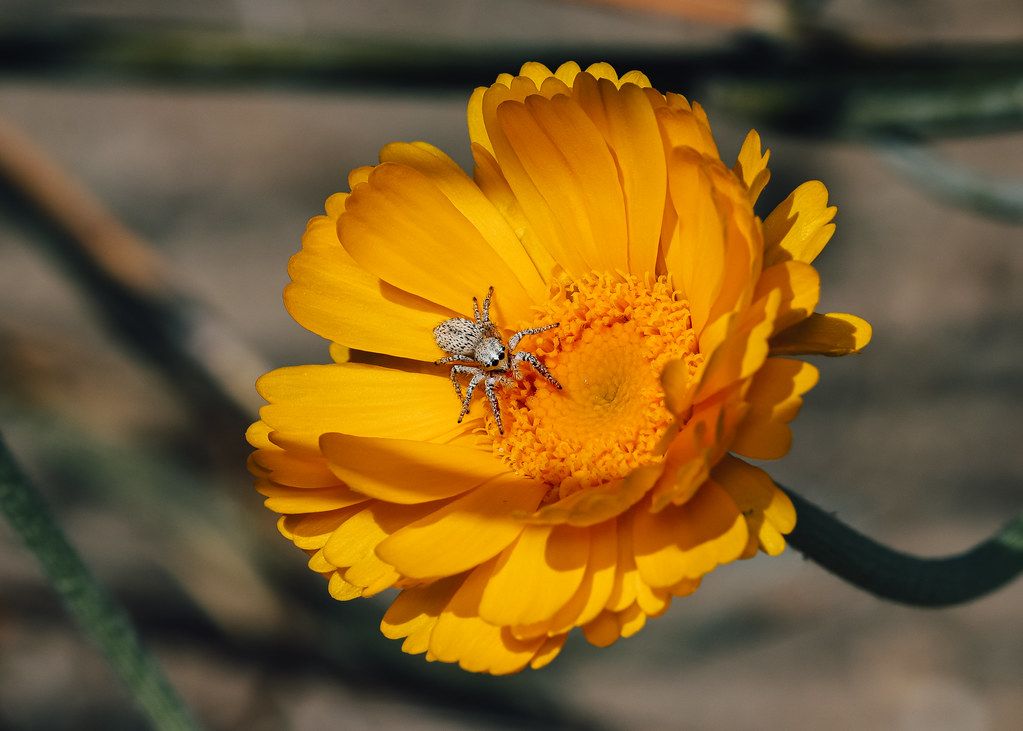 Spider Control service in Lafayette, CO